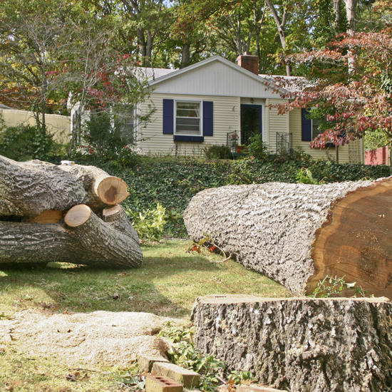 tree removal greensboro