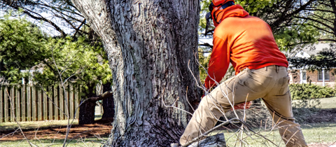 tree service greensboro nc