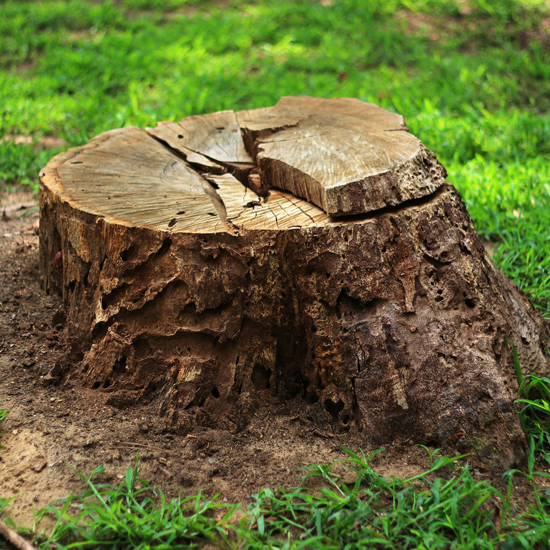stump removal greensboro