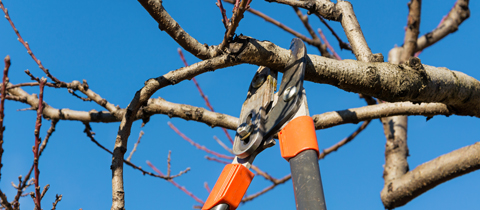 tree trimming greensboro