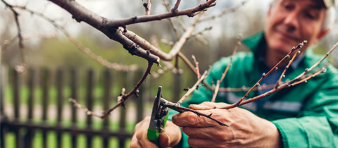 affordable tree service in greensboro